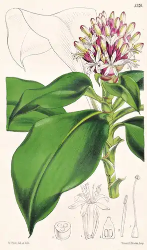 Dracaena Bicolor. Broad-leaved Two-coloured Dracaena. Tab. 5248 - Bioko Island / Pflanze Planzen plant plants