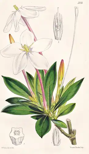 Lindenia Rivalis. Riverside Lindenia. Tab. 5258 - Mexico Mexiko / Pflanze Planzen plant plants / flower flower