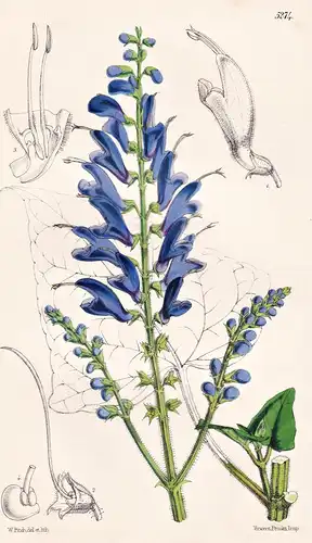 Salvia Cacaliaefolia. Cacalia-leaved Sage. Tab. 5274 - Mexico Mexiko / Pflanze Planzen plant plants / flower f