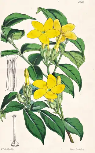 Tabernaemontana Grandiflora. Large-flowered Tabernaemontana. Tab. 5226 - South America Südamerika / Pflanze Pl