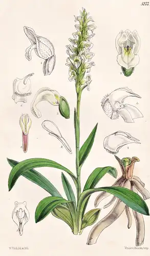 Spiranthes Gernua. Drooping-flowered Spiranthes. Tab. 5277 - Australia Australien / Pflanze Planzen plant plan