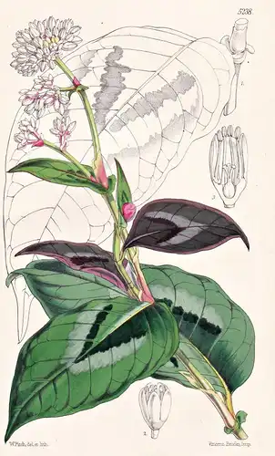 Polygonum Chinese; foliis pictis. Chinese Buck-wheat; painted-leaved. Tab. 5238 - Asia Asien / Pflanze Planzen