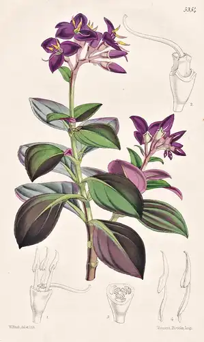Sonerila Grandiflora. Large-flowered Sonerila. Tab. 5354 - India Indien / Pflanze Planzen plant plants / flowe