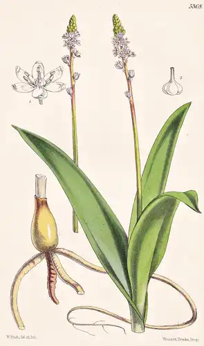 Scilla Berthelotii. Berthelot's Squill. Tab. 5308 - Africa Afrika / Pflanze Planzen plant plants / flower flow