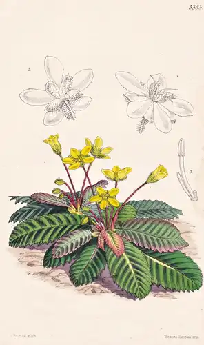 Acrotrema Walkeri. General Walker's Acrotrema. Tab. 5353 - India Indien / Pflanze Planzen plant plants / flowe