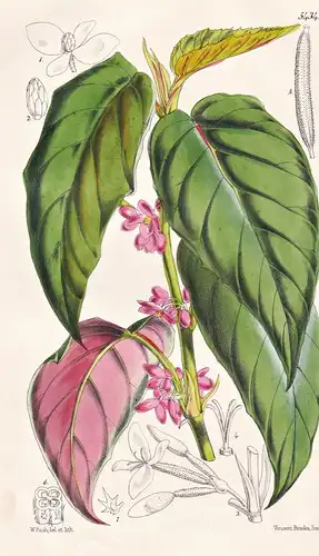 Begonia Mannii. Mr. Mann's Begonia. Tab. 5434 - Bioko Island / Pflanze Planzen plant plants / flower flowers B