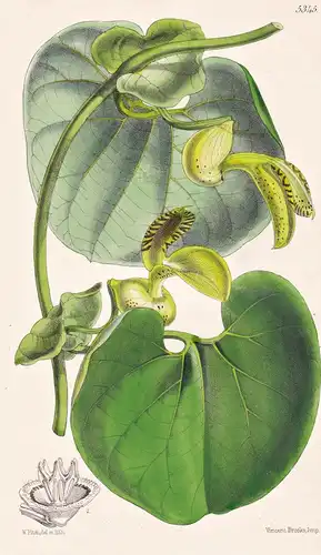 Aristolochia Gibertii. Gibert's Aristolochia. Tab. 5345 - Paraguay / Pflanze Planzen plant plants / flower flo