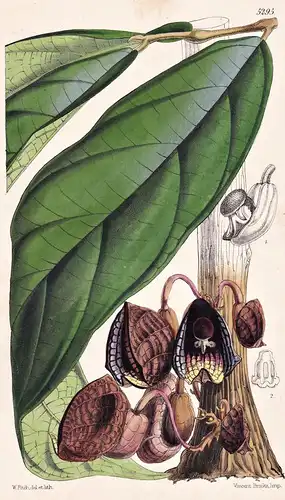 Aristolochia Arborea. Tree Aristolochia. Tab. 5295 - New Granada Neugranada / Pflanze Planzen plant plants / f