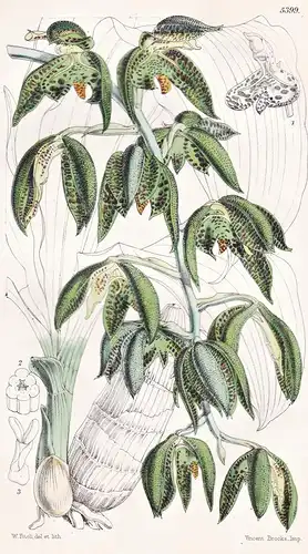 Catasetum Cernuum. Drooping Catasetum. Tab. 5399 - Orchidee orchid / Pflanze Planzen plant plants / flower flo