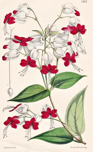 Clerodendron Thomsonae. Mrs. Thomson's Clerodendron. Tab. 5313 - Africa Afrika / Pflanze Planzen plant plants