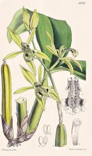 Coelogyne Parishii. Mr. Parish's Coelogyne. Tab. 5323 - Myanmar / Orchidee orchid / Pflanze Planzen plant plan