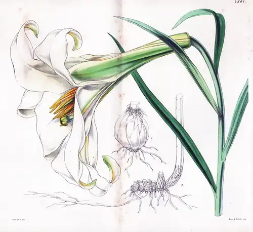 Lilium Wallichianum. Dr. Wallich's Nepal Lily. Tab. 4561 - Pflanze Planzen plant plants / flower flowers Blume