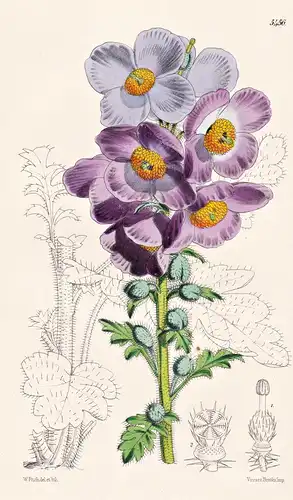 Meconopsis Aculeata. Prickly Meconopsis. Tab. 5456 - India Indien / Pflanze Planzen plant plants / flower flow