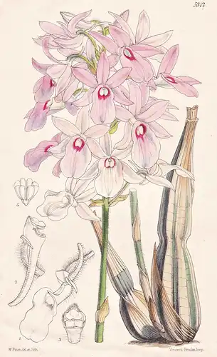 Limatodes Rosea. Rose-coloured Limatodes. Tab. 5312 - Orchidee orchid / Pflanze Planzen plant plants / flower