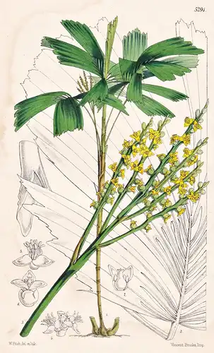 Malortiea Gracilis. Slender Malortiea. Tab. 5291 - Guatemala / Pflanze Planzen plant plants / flower flowers B