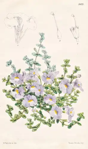 Mimulus Repens. Creeping Monkey-flower. Tab. 5423 - North America Nordamerika / Pflanze Planzen plant plants /