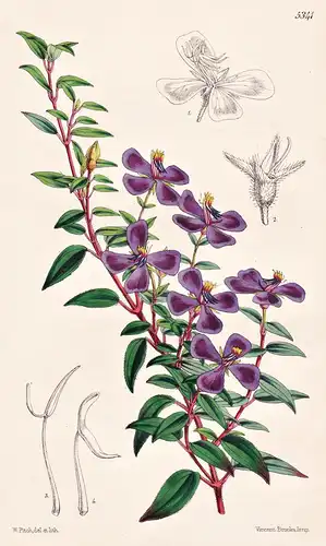 Monochaetum Tenellum. Slender-branched Monochaetum. Tab. 5341 - Guatemala / Pflanze Planzen plant plants / flo