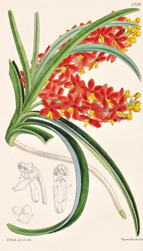 Saccolabium Miniatum. Orange-red Saccolabium. Tab. 5326 - Java / Orchidee orchid / Pflanze Planzen plant plant