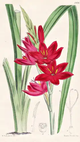 Schizostylis Coccinea. Crimson Schizostylis. Tab. 5422 - South Africa Südafrika / Pflanze Planzen plant plants