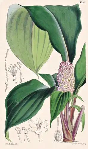 Palisota Barteri. Mr. Barter's Palisota. Tab. 5318 - Benin / Pflanze Planzen plant plants / flower flowers Blu