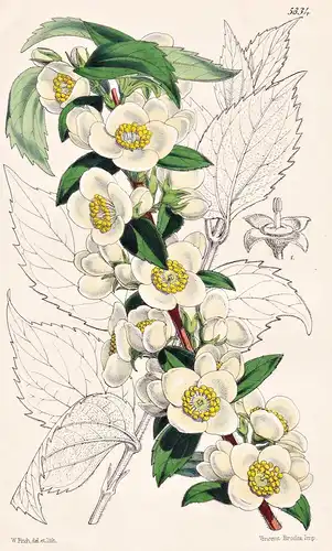 Philadelphus Hirsutu. Hairy Philadelphus, or Mock Orange. Tab. 5334 - North America Nordamerika / Pflanze Plan