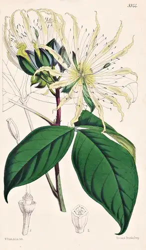 Ritchiea Polypetala. Many-petalled Ritchiea. Tab. 5344 - Nigeria / Pflanze Planzen plant plants / flower flowe