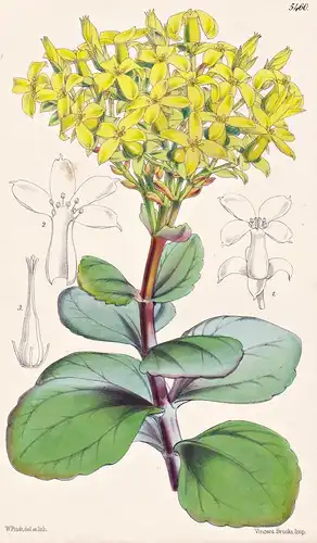 Kalanchoe Grandiflora. Large-flowered Kalanchoe. Tab. 5460 - India Indien / Pflanze Planzen plant plants / flo