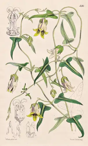 Arauja Angustifolia. Narrow-leaved Arauja. Tab. 5481 - Uruguay / Pflanze Planzen plant plants / flower flowers