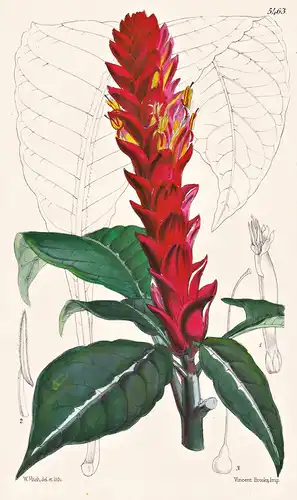 Aphelandra Liboniana. Libon's Aphelandra. Tab. 5463 - Brasil Brazil Brasilien / Pflanze Planzen plant plants /