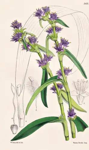 Cyanotis Nodiflora. Nodose-flowered Cyanotis. Tab. 5471 - South Africa Südafrika / Pflanze Planzen plant plant