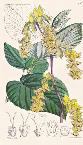 Corylopsis Spicata. Spiked Corylopsis. Tab. 5458 - Japan / Pflanze Planzen plant plants / flower flowers Blume