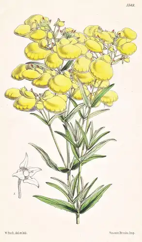 Calceolaria Hyssopifolia. Hyssop-leaved Calceolaria. Tab. 5548 - from the Botanical Magazine Ecuador flower Bl