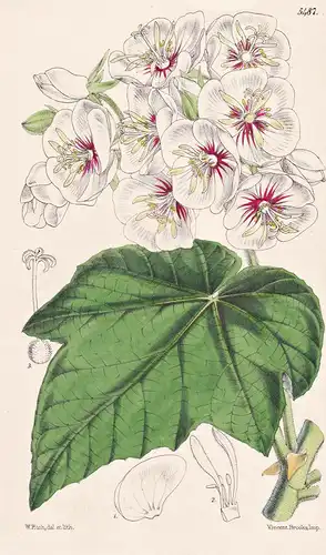 Dombeya Burgessiae. Miss Burgess's Dombeya. Tab. 5487 - South Africa Südafrika / Pflanze Planzen plant plants