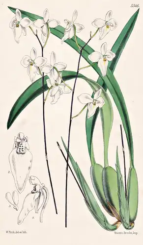 Palumbina Candida. White-flowered Palumbina. Tab. 5546 - Mexico Mexiko / Orchidee orchid / Pflanze Planzen pla