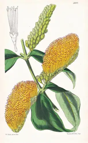 Combretum micropetalum. Small-petaled combretum. Tab. 5617 - Brazil Brasil Brasilien / Pflanze Planzen plant p
