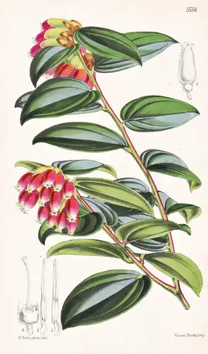 Thibaudia cordifolia. Cordate-leaved Thibaudia. Tab. 5559 - South Africa Südafrika / Pflanze Planzen plant pla