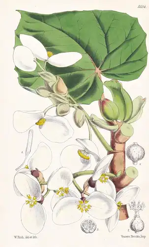 Begonia baccata. Berried-fruited Begonia. Tab. 5554 - Africa Afrika / Pflanze Planzen plant plants / flower fl