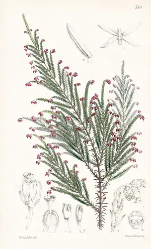 Ericinella Mannii. Cameroons mountain Heath. Tab. 5569 - Africa Afrika / Pflanze Planzen plant plants / flower