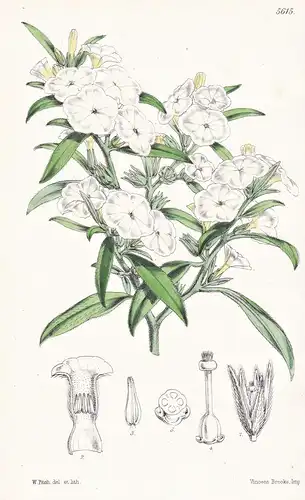 Heliotropium convolvulaceum. Convolculus-flowered Heliotrope. Tab. 5615 - America Amerika / Pflanze Planzen pl