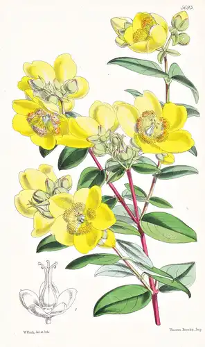Hypericum Patulum. Spreading St. John's-wort. Tab. 5693 - Japan / Pflanze Planzen plant plants / flower flower