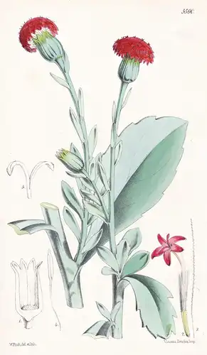 Kleinia fulgens. Brilliant-flowered Kleinia. Tab. 5590 - South Africa Südafrika / Pflanze Planzen plant plants