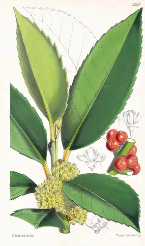 Ilex latifolia. Broad-leaved japanese holly. Tab. 5597 - Japan / Pflanze Planzen plant plants / flower flowers
