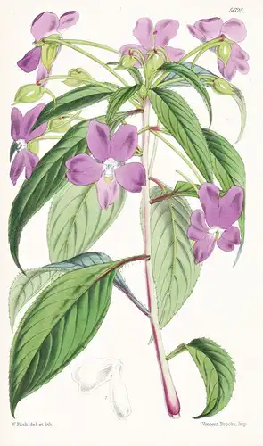 Impatiens Latifolia. Broad-leaved Cingalese Balsam. Tab. 5625 - India Indien Sri Lanka / Pflanze Planzen plant