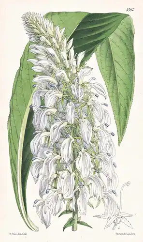 Lobelia nicotianaefolia. Tobacco-leaved Lobelia. Tab. 5587 - Tabak / India Indien Sri Lanka / Pflanze Planzen
