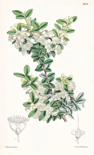 Myrtus Cheken. Chequen of Chili. Tab. 5644 - Chile / Pflanze Planzen plant plants / flower flowers Blume Blume