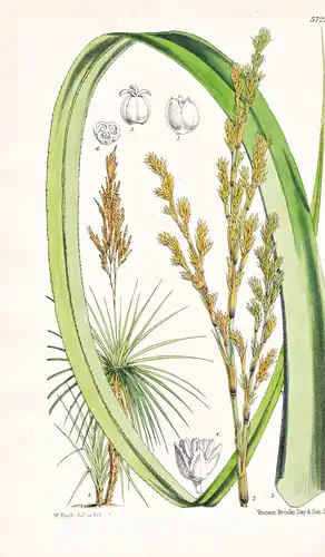 Prinium Palmita. South African Palmite. Tab. 5722 - South Africa Südafrika / Pflanze Planzen plant plants / fl
