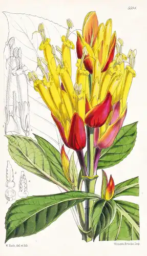 Sanchezia nobilis. Brilliant-flowered sanchezia. Tab. 5594 - Ecuador / Pflanze Planzen plant plants / flower f