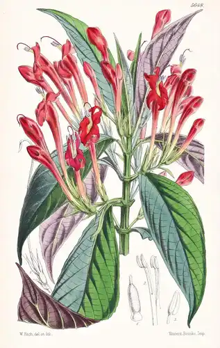 Stemonacanthus Pearcei. Mr. Pearce's Stemonacanthus. Tab. 5648 - Bolivia Bolivien / Pflanze Planzen plant plan