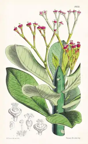 Synadenium Grantii. Captain's Grant's Milkbush. Tab. 5633 - Africa Afrika / Pflanze Planzen plant plants / flo