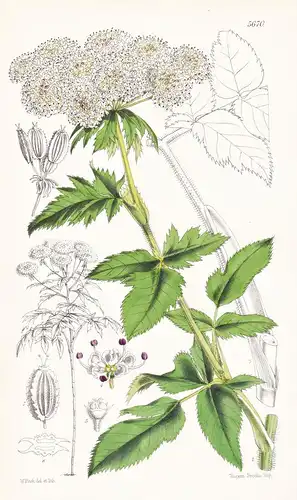 Thapsia Decipiens. Madeiran Thapsia. Tab. 5670 - Madeira / Pflanze Planzen plant plants / flower flowers Blume